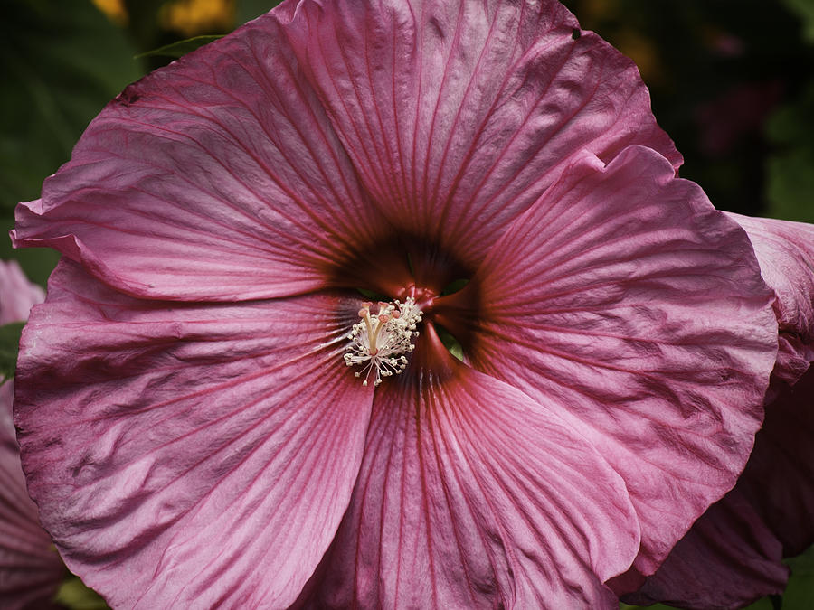 Pink Hibiscus 1 Photograph by Thomas Young