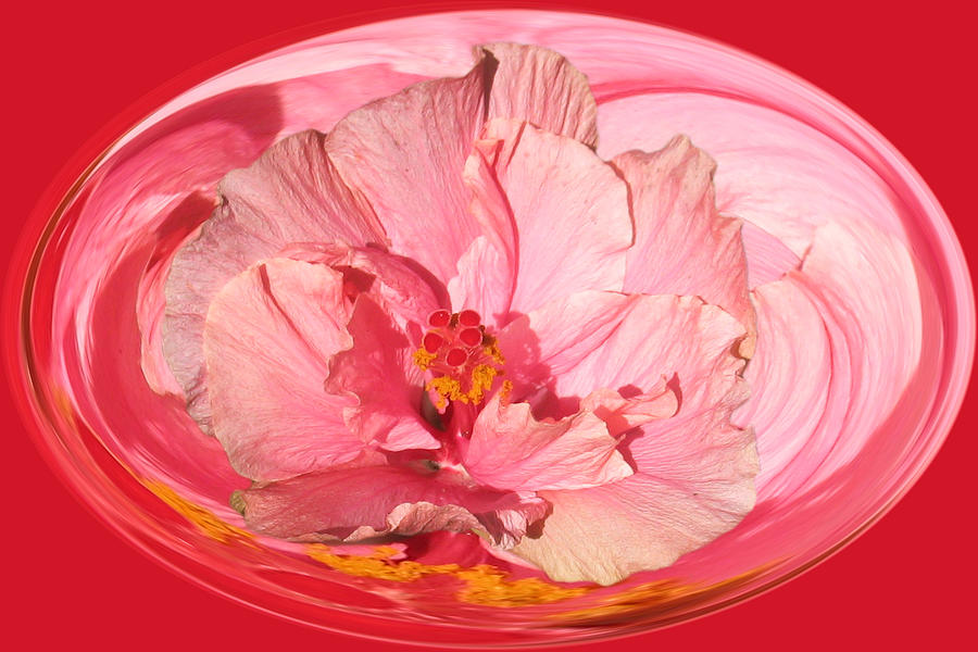 Pink Hibiscus 804 Photograph by Jim Baker
