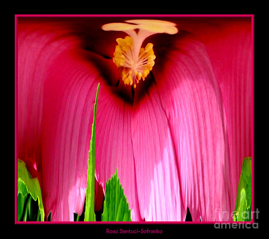 Pink Hibiscus Abstract Photograph by Rose Santuci-Sofranko