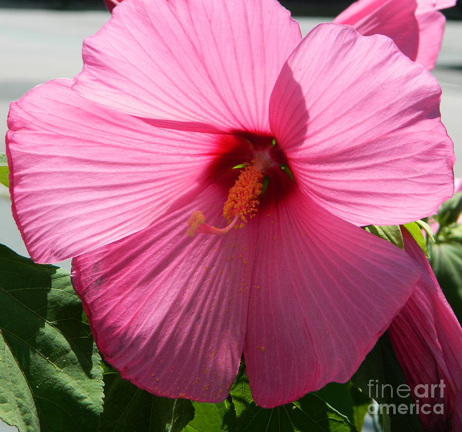 Pink Hibiscus Photograph by Andrea Anderegg