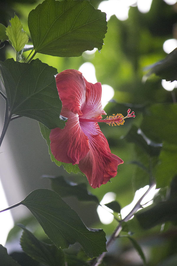 Pink Hibiscus Photograph by Becca Buecher