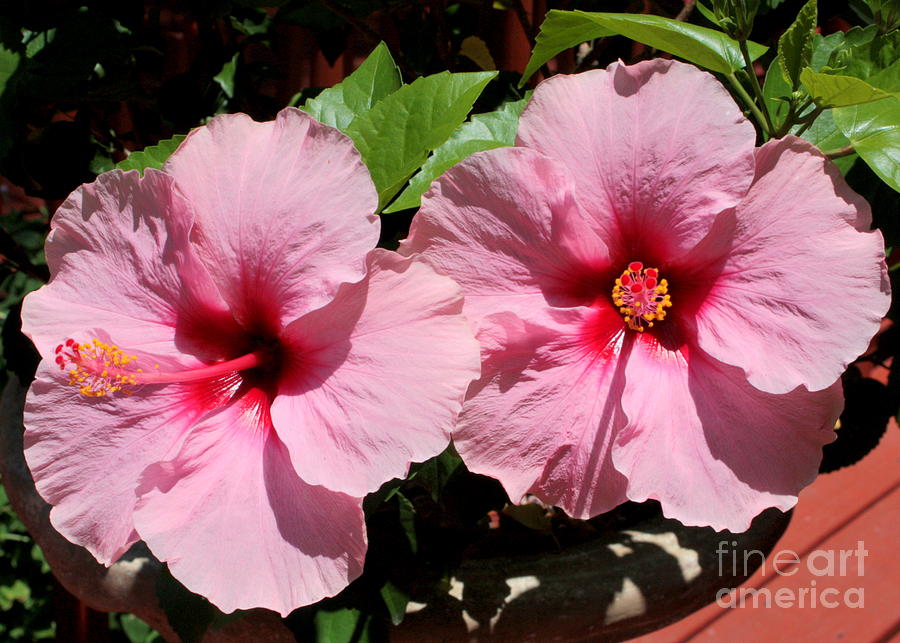 Pink Hibiscus Blooms Photograph by Carol Groenen