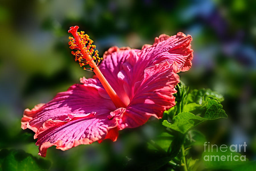 Nature Photograph - Pink Hibiscus by Kaye Menner by Kaye Menner