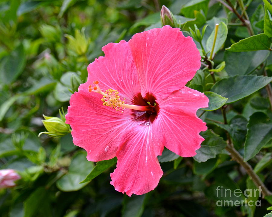 Tampa Photograph - Pink Hibiscus by Carol  Bradley