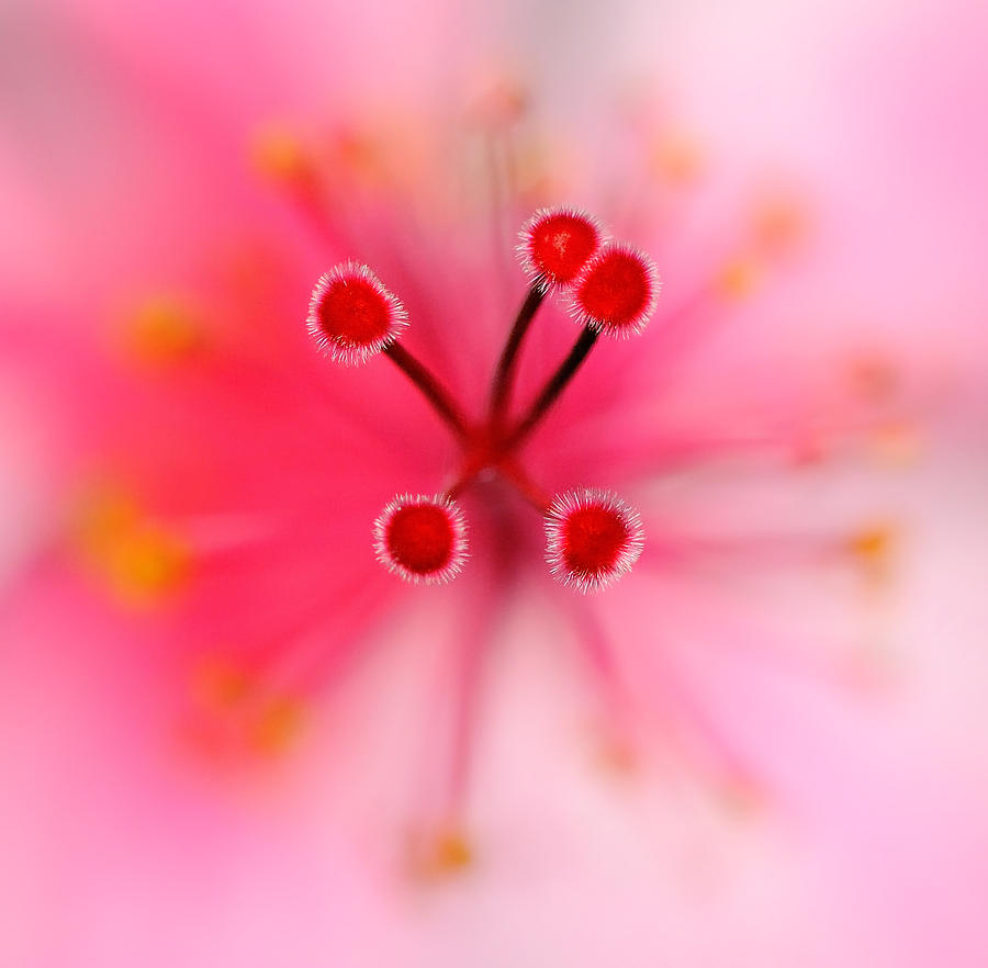 Pink Hibiscus Photograph by Carol Eade
