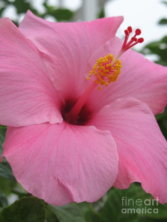 Pink Hibiscus Photograph by Christiane Schulze Art And Photography ...