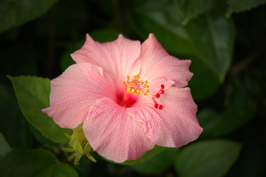 Flower Photograph - Pink Hibiscus by David Weeks