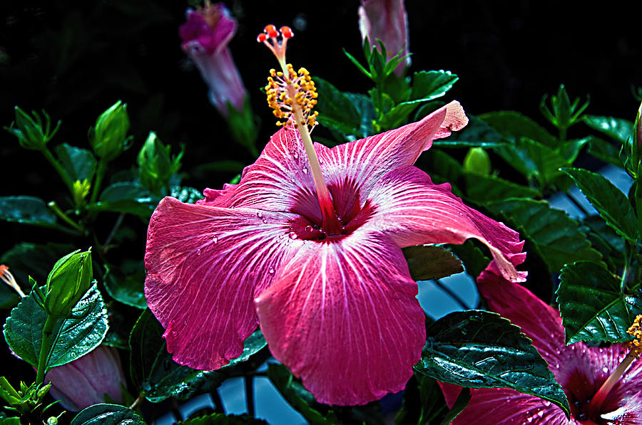 Pink Hibiscus Photograph by Donna Proctor