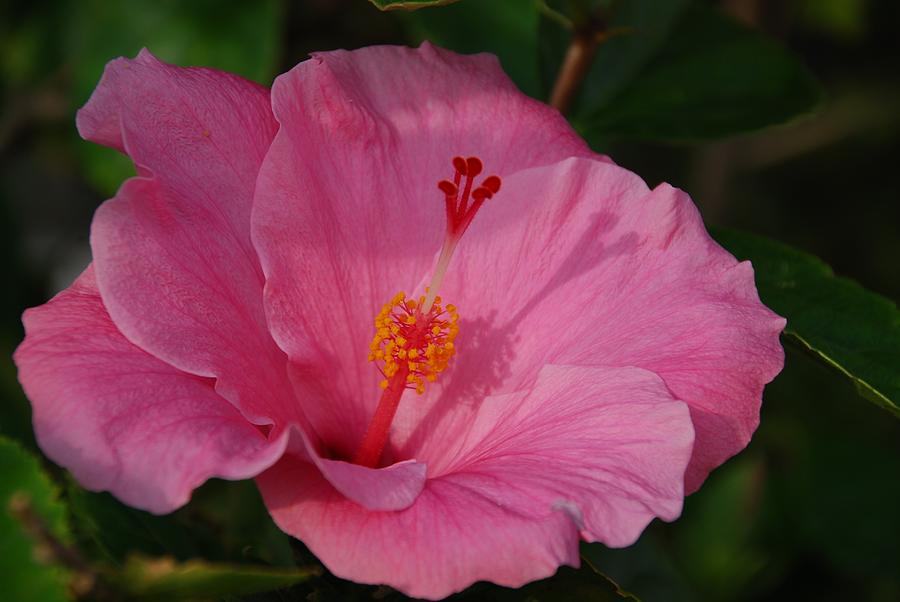 Pink Hibiscus Photograph by Eric Tressler