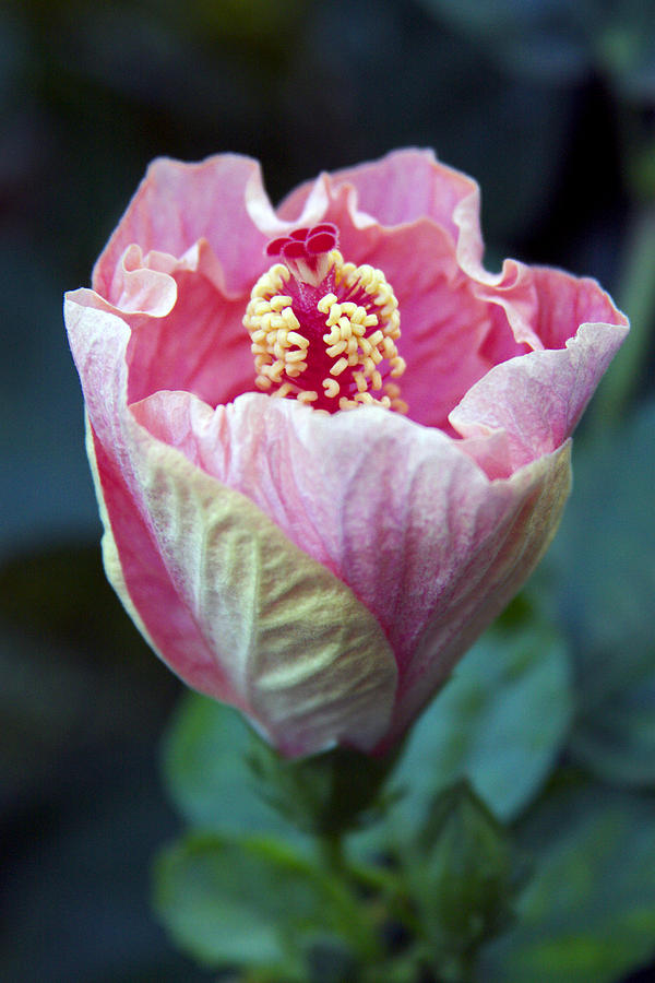 Pink Hibiscus Flower Bud Photograph by Karon Melillo DeVega