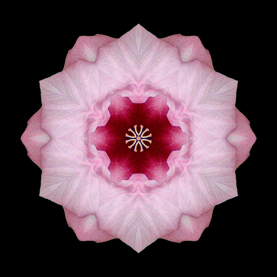 Pink Hibiscus I Flower Mandala Photograph by David J Bookbinder