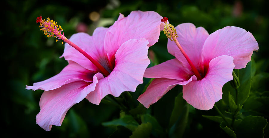 Pink Hibiscus II Photograph by Athena Mckinzie