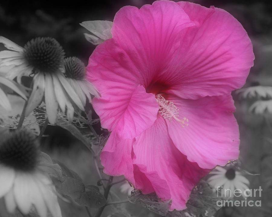 Pink Hibiscus In Partial Color Photograph by Smilin Eyes Treasures