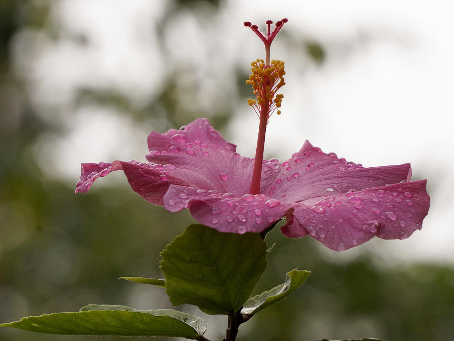 Pink Hibiscus in the rain Photograph by Inge Riis McDonald