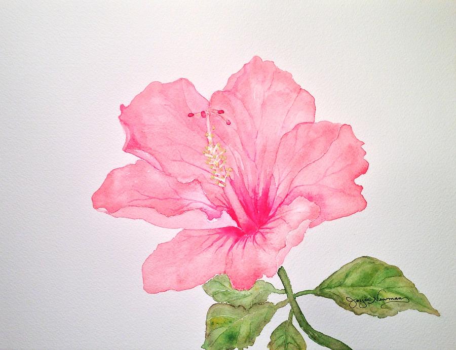 Pink Hibiscus Painting by Joyce Newman | Fine Art America