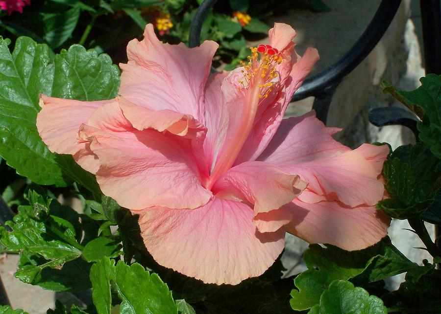 Pink Hibiscus Photograph by Kathleen Luther