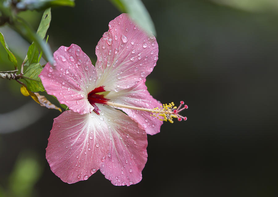 Flower Photograph - Pink Hibiscus by Kelly Headrick