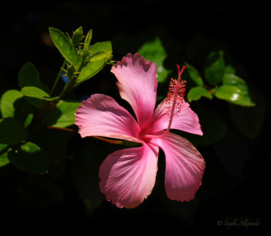 Flowers Still Life Photograph - Pink Hibiscus by Layla Alexander