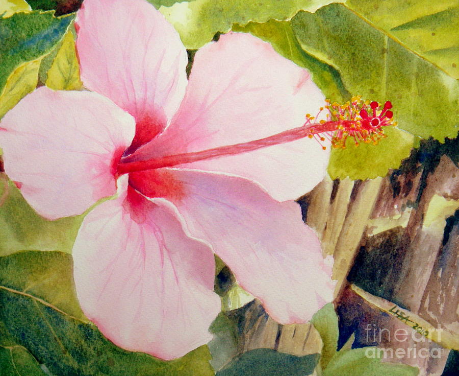 Pink Hibiscus Painting by Lisa Pope