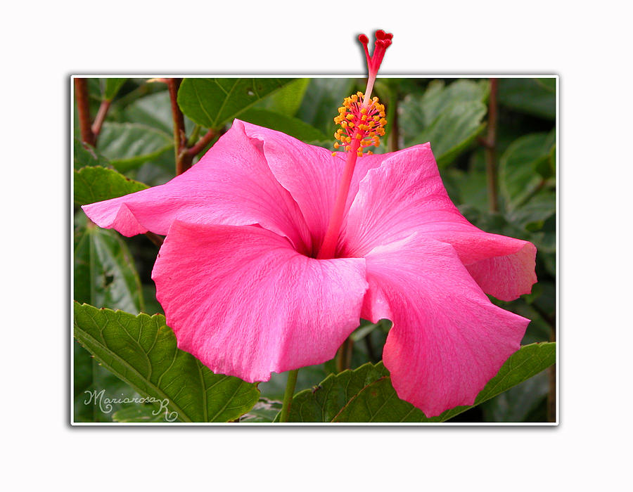 Pink Hibiscus Photograph by Mariarosa Rockefeller
