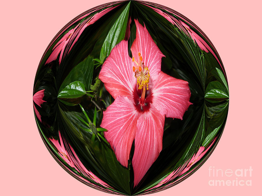 Pink Hibiscus Digital Art by Oksana Semenchenko