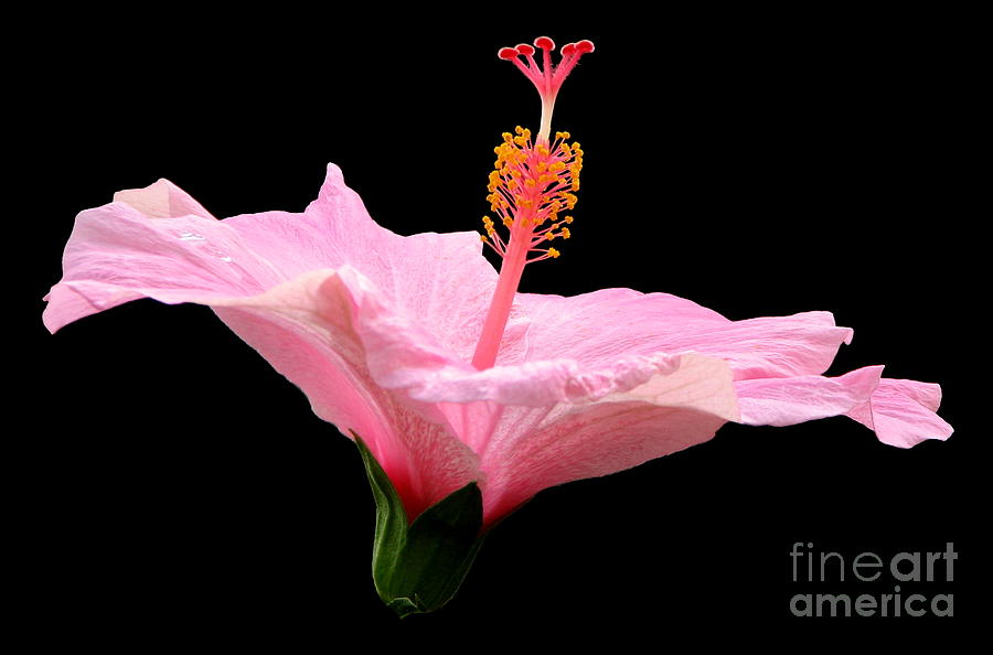 Tampa Bay Rays Pink Hibiscus Black Pattern White Background 3D