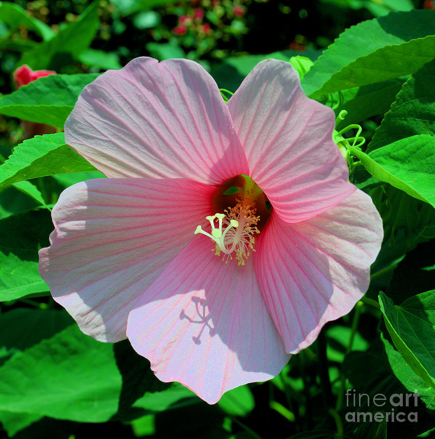 Pink Hibiscus Photograph by Luther Fine Art