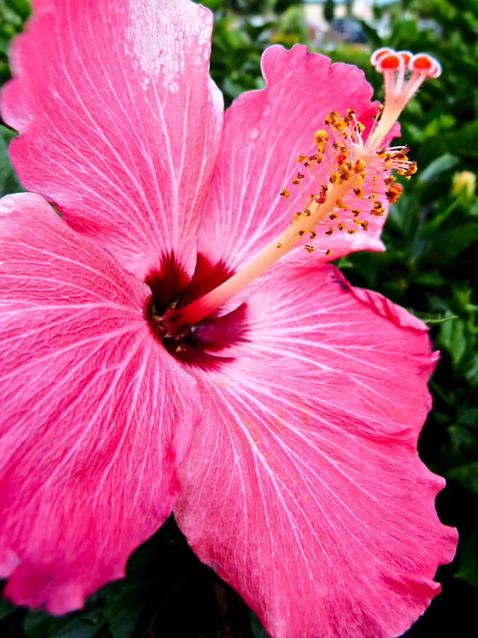 Pink Hibiscus Photograph by Pete Trenholm