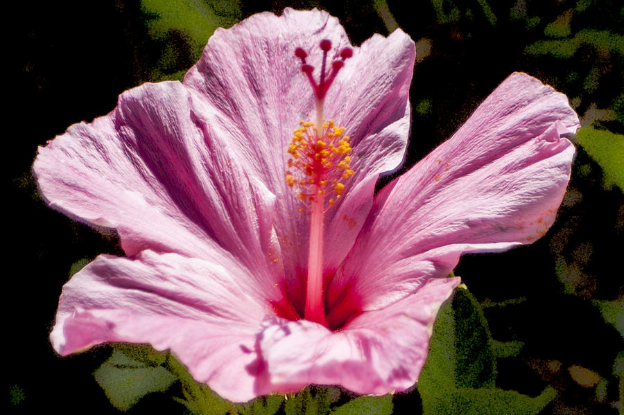 Pink Hibiscus Digital Art by Photographic Art by Russel Ray Photos