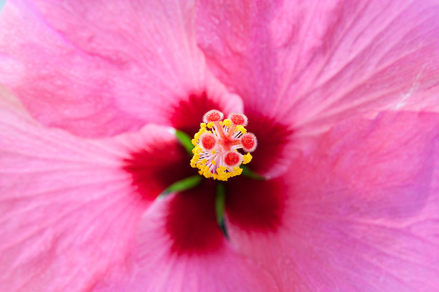 Pink Hibiscus Photograph by Semmick Photo