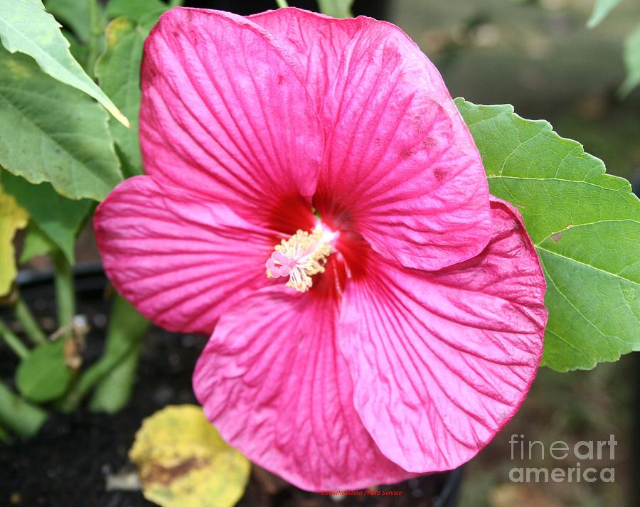 Pink Hibiscus Photograph by Sherrie Winstead