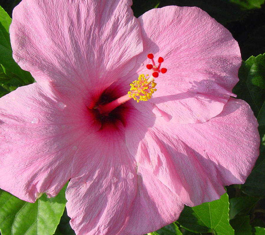 Pink Hibiscus Photograph by Suzanne Gaff | Fine Art America