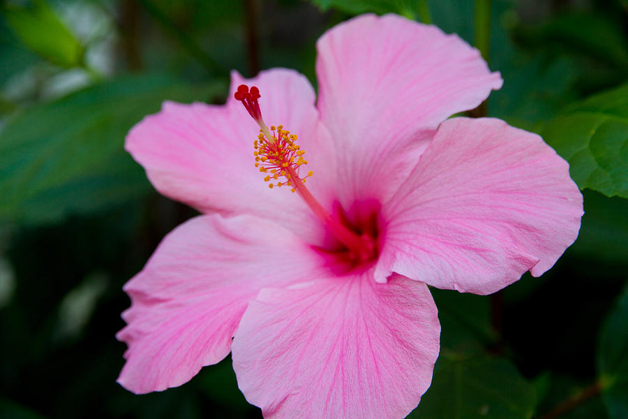Pink Hibiscus Photograph by Tim Stanley