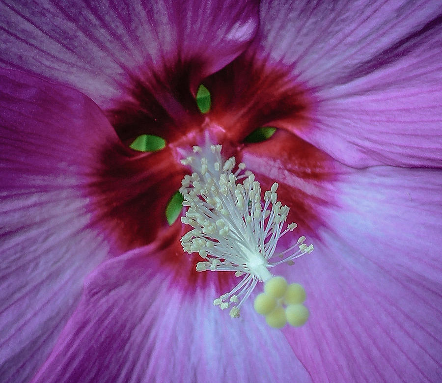 Pink Hibiscus Photograph by TK Goforth
