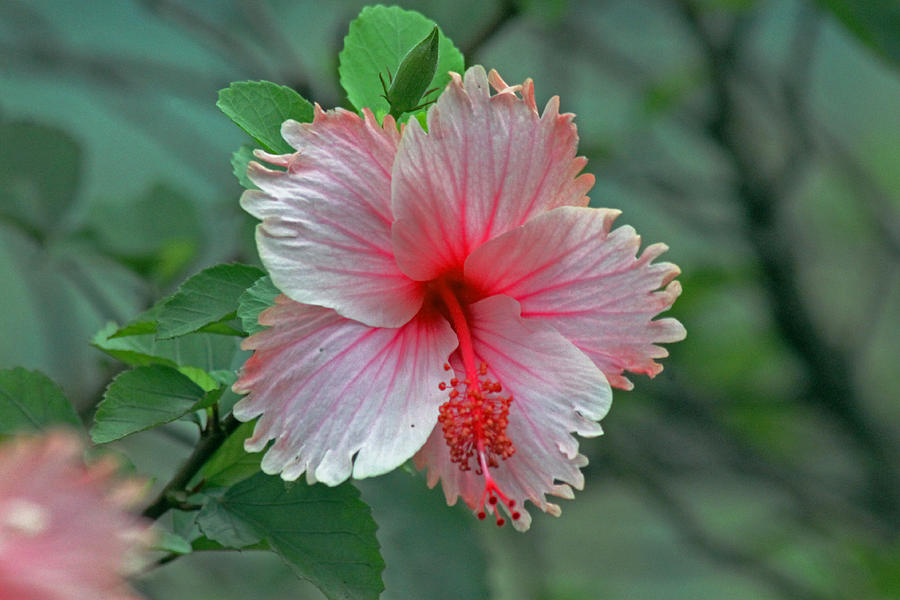 Pink Hibiscus Photograph by Tony Murtagh