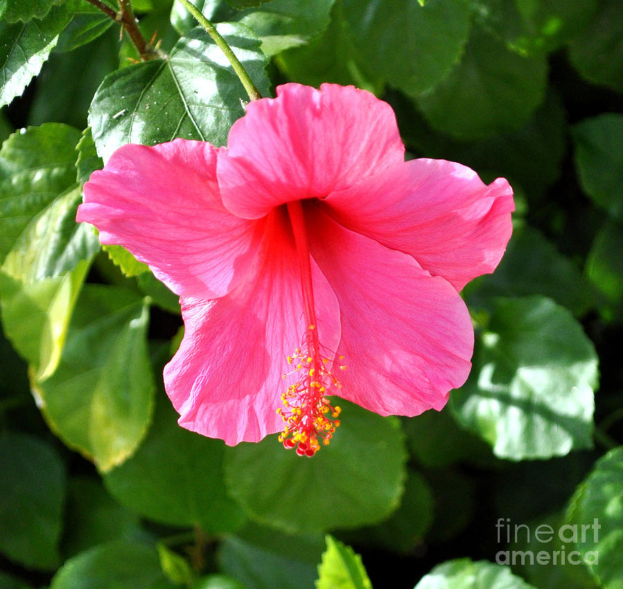 Pink Hibiscus With Large Stamen Photograph by Jay Milo