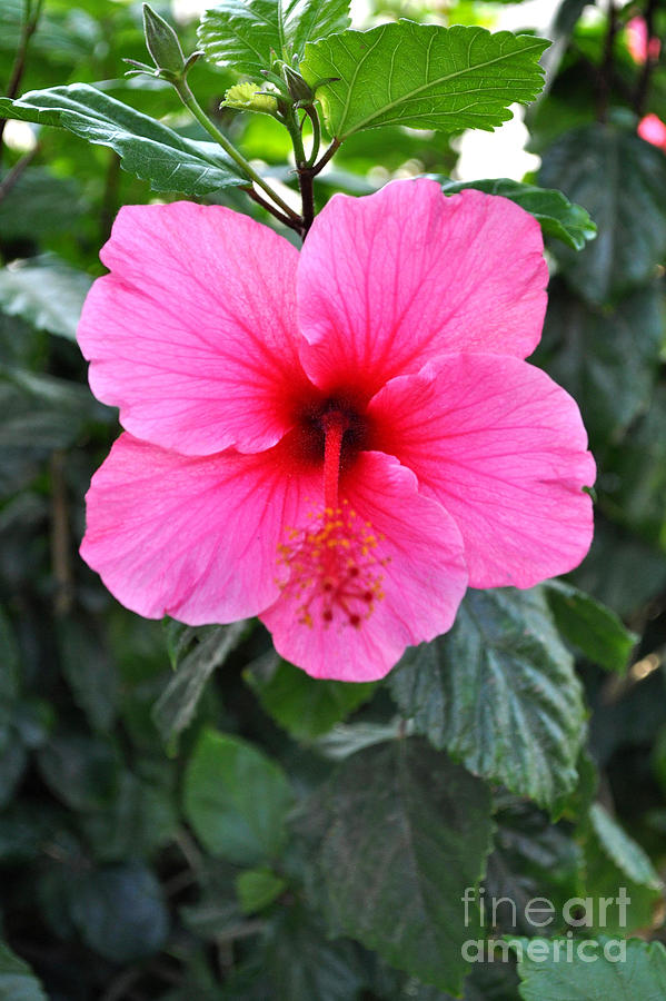 Pink Hibiscus With Red Throat Photograph by Jay Milo