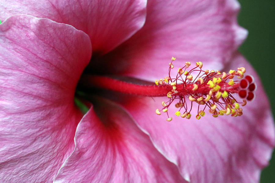 Pink Hibiscus Photograph by Lynn Sprowl