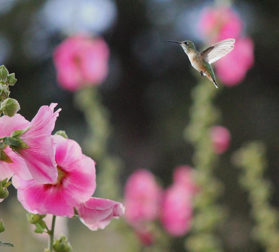 Hummingbird Photograph - Pink Hollyhocks And Hummingbird by Barbara Chichester