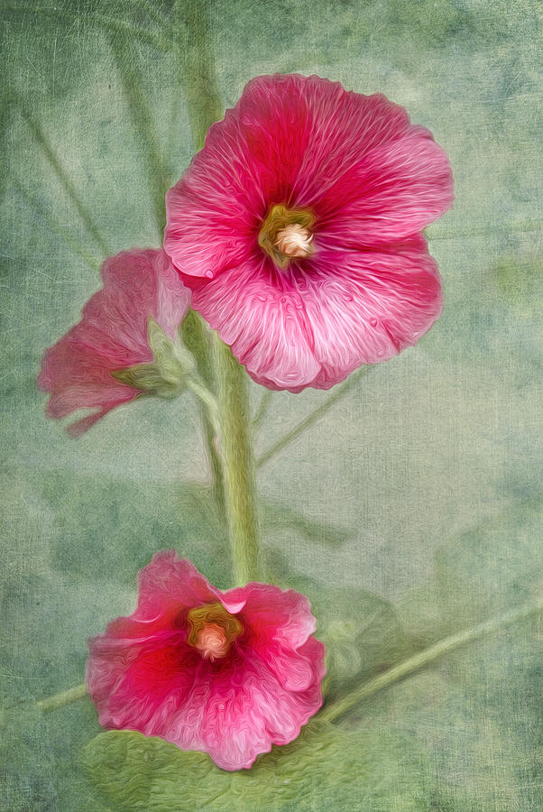 Pink Hollyhocks Photograph by Lena Auxier
