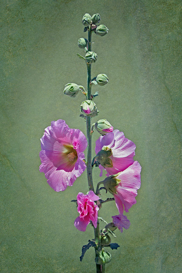 Flower Photograph - Pink Hollyhocks by Nikolyn McDonald