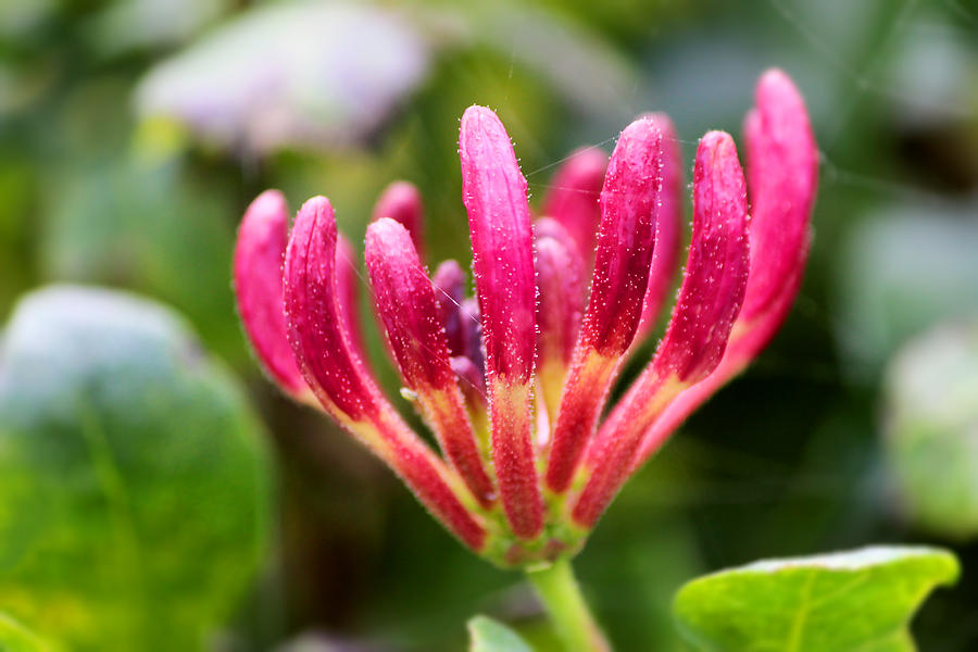 Pink HoneySuckle buds. Lonicera Photograph by Gregoria Gregoriou Crowe fine art and creative photography.