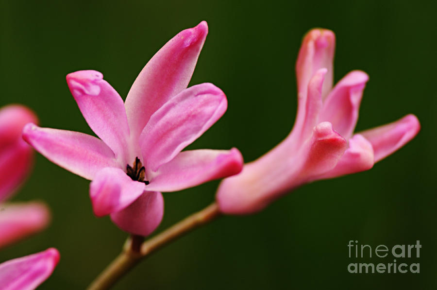 Pink Hyacinth Closeup Photograph by Larry Ricker