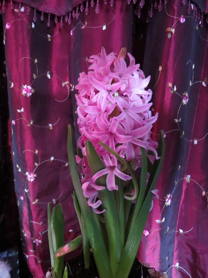 Flower Photograph - Pink Hyacinth by Elisabeth Ann