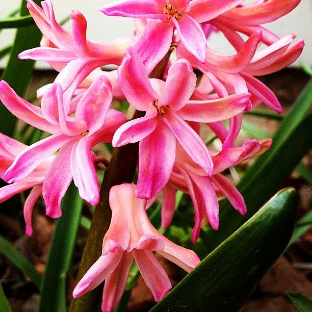 Flower Photograph - Pink Hyacinth   by Justin Connor