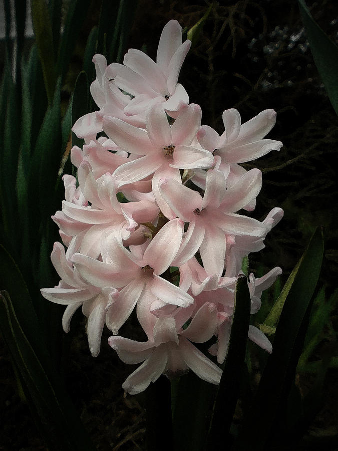 Flower Photograph - Pink Hyacinth by Richard Andrews
