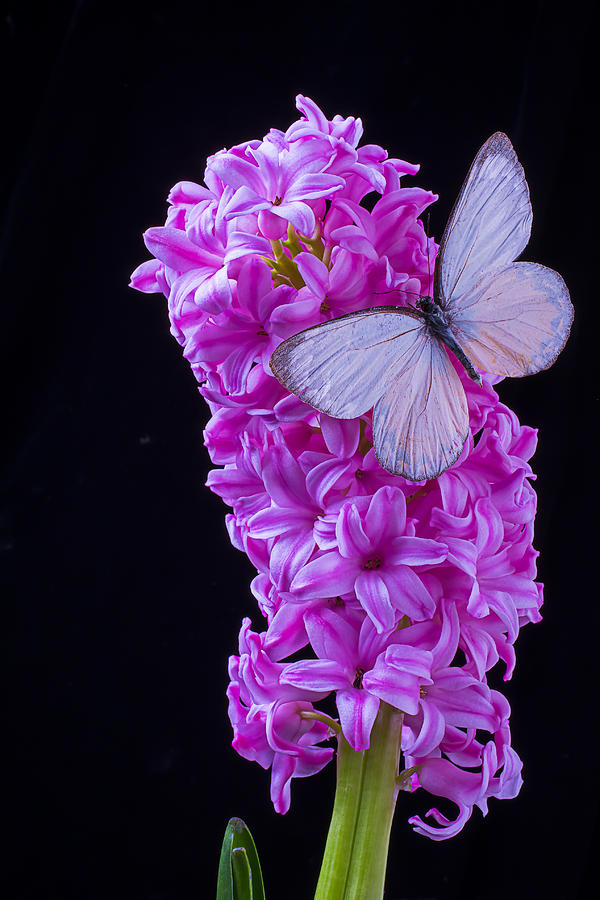 Butterfly Photograph - Pink Hyacinth With White Butterfly by Garry Gay