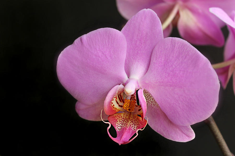 Pink Hybrid Phalaenopsis Orchid Photograph by William Tanneberger ...