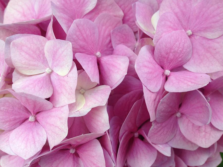 Image of Pink Hydrangea Close-up