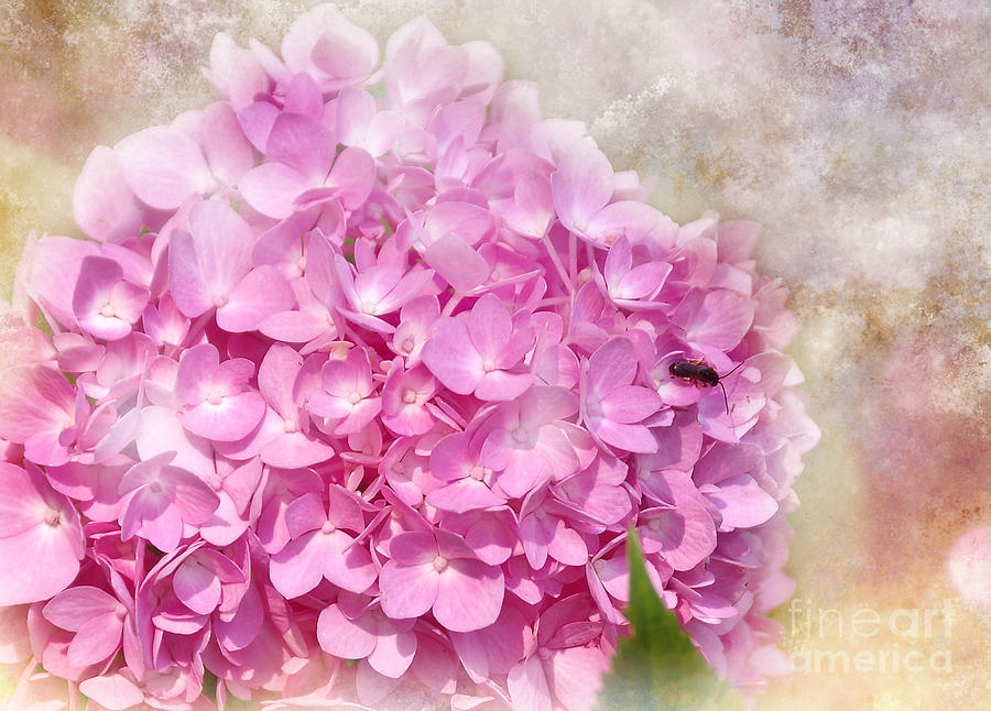 Pink Hydrangea Photograph by Elaine Manley